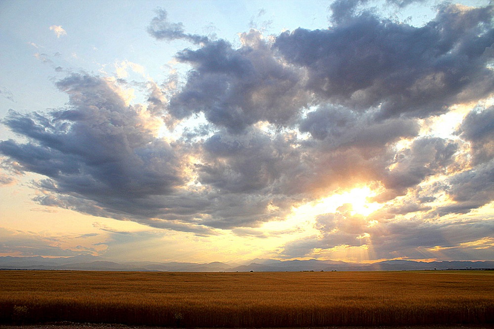 colorado field